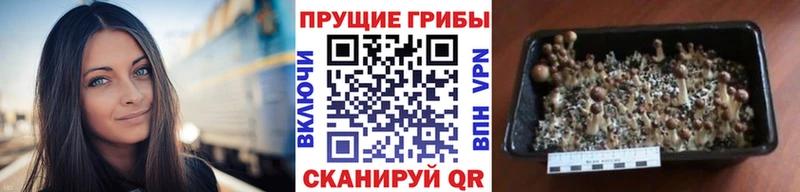 Галлюциногенные грибы ЛСД  купить  цена  Кизилюрт 